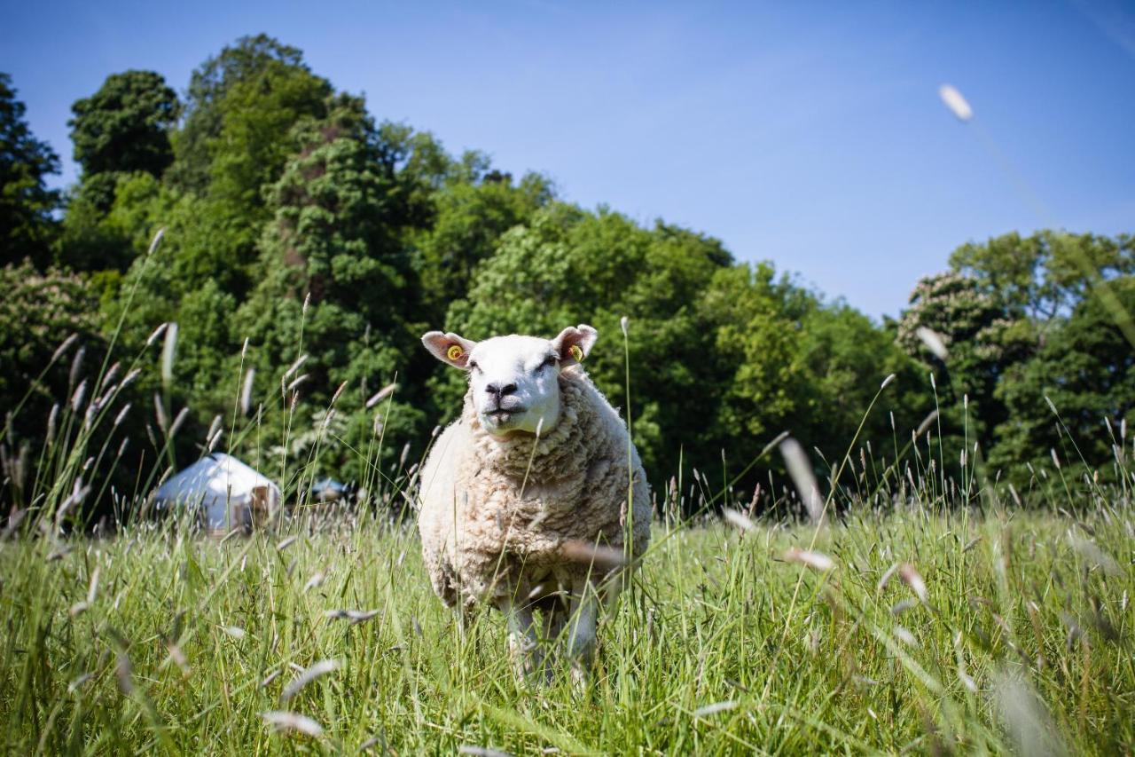 Rock Farm Slane - Glamping Hotel Стая снимка